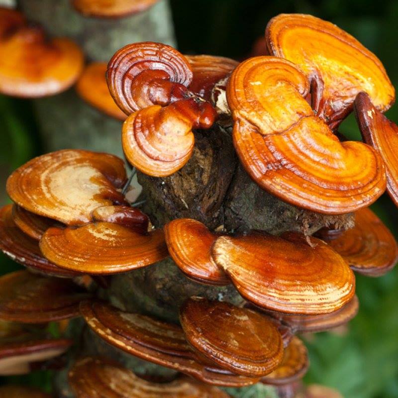 ganoderma